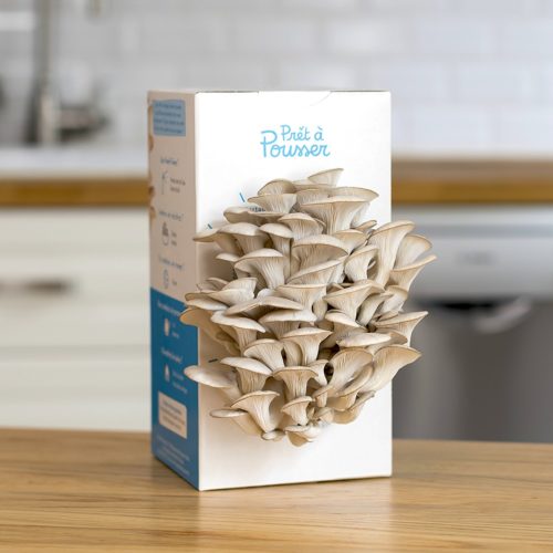 Kit Champignons De Paris Gris à Cultiver Chez Soi - 3L De Mycélium - 1ère Récolte En 2 Semaines - Serre Incluse